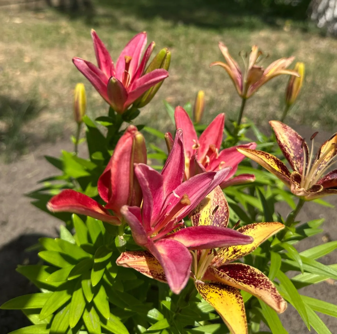 🌿 Баланс души и тела: работаем в саду с удовольствием и пользой. 🌿

Друзья, вы только посмотрите н