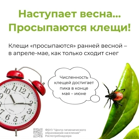 С наступлением весны 🍃начинается активность клещей – пора позаботиться о своей защите.