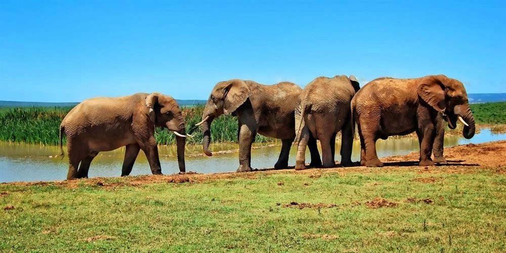 🇿🇦 ЮАР + ВОДОПАД ВИКТОРИЯ