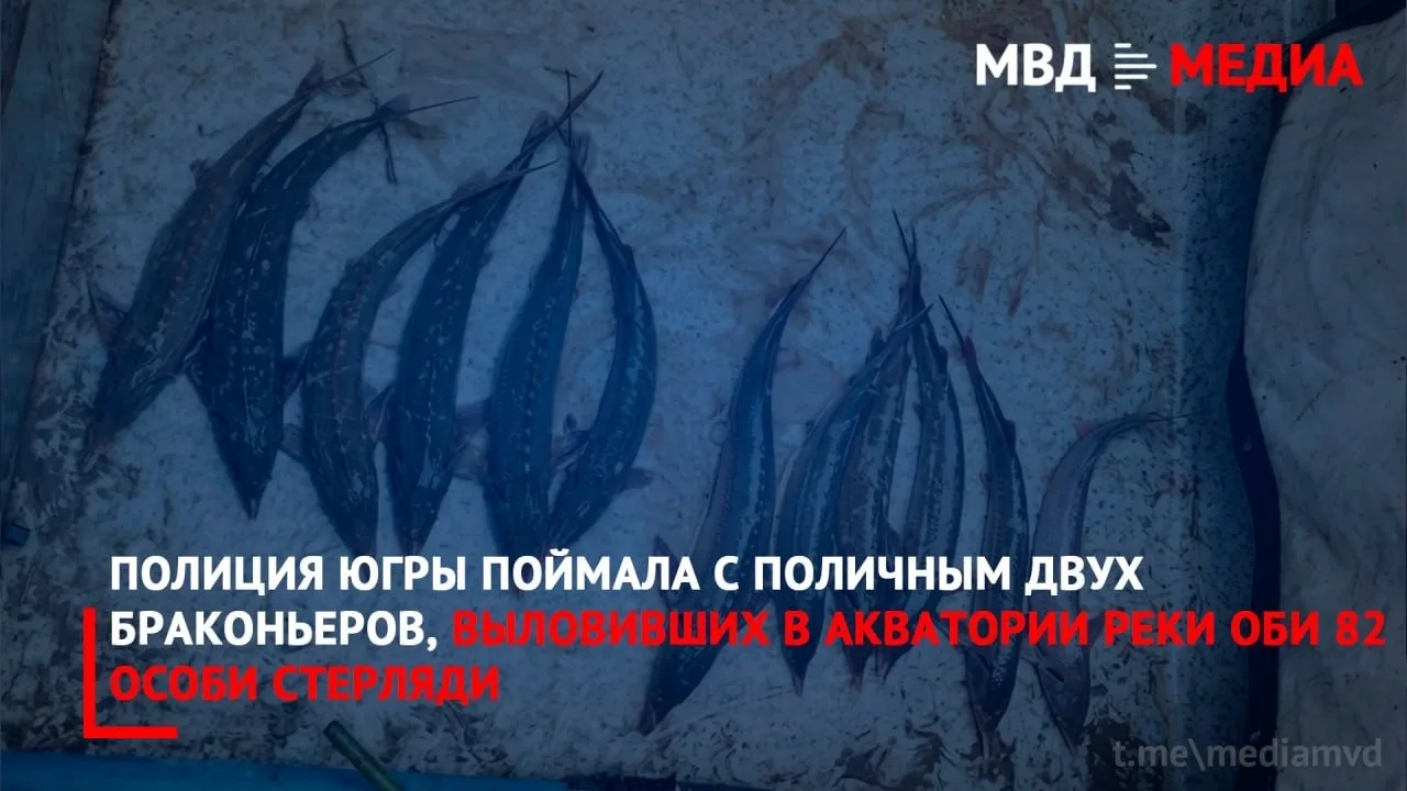 🐟 Полиция Югры поймала с поличным двух браконьеров, выловивших в акватории реки Оби 82...