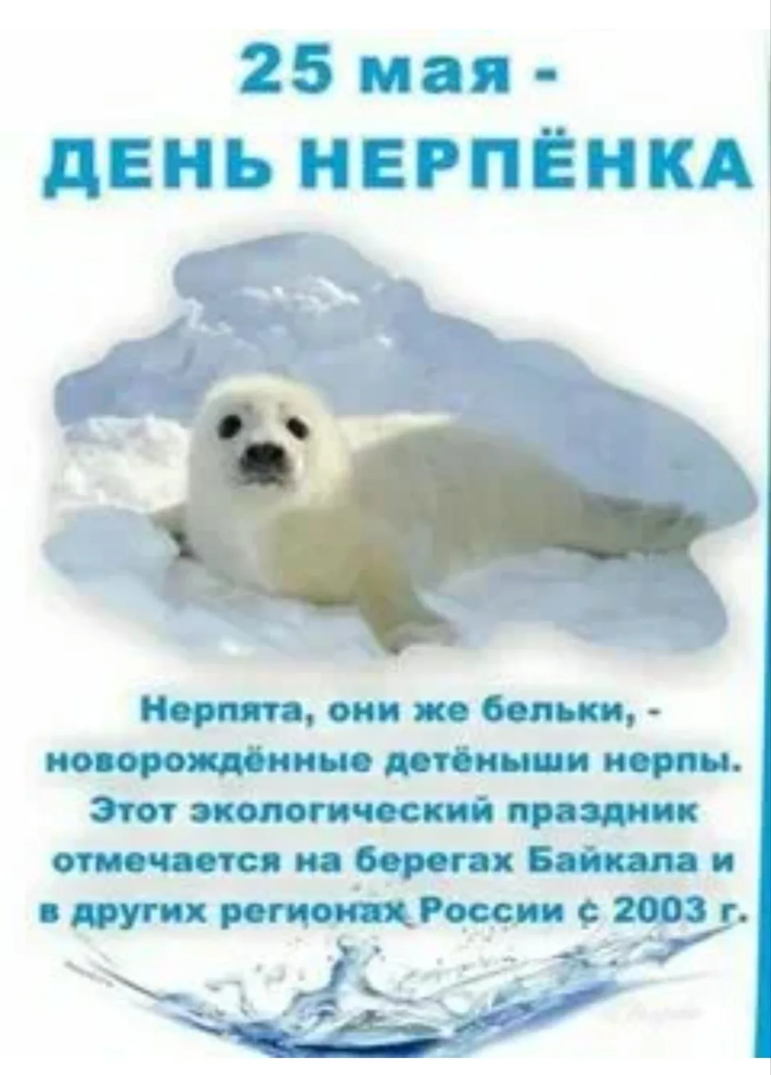 День нерпёнка — экологический праздник, который отмечается 25 мая. Посвящён защите байк...