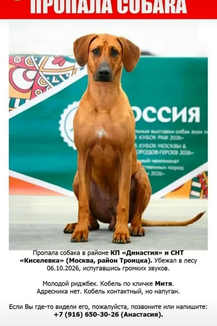 В районе Троицка пропал подросток-риджбек Митя