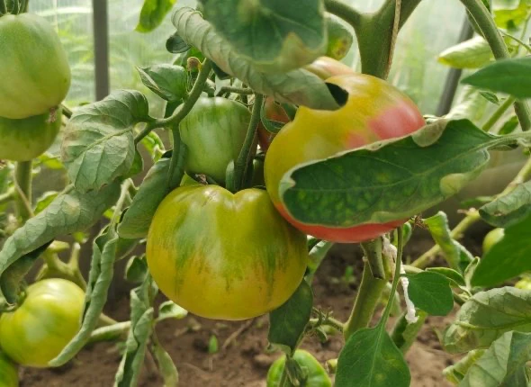 🍅 Томаты снова цветут в конце августа: оставлять цветы или обрывать?