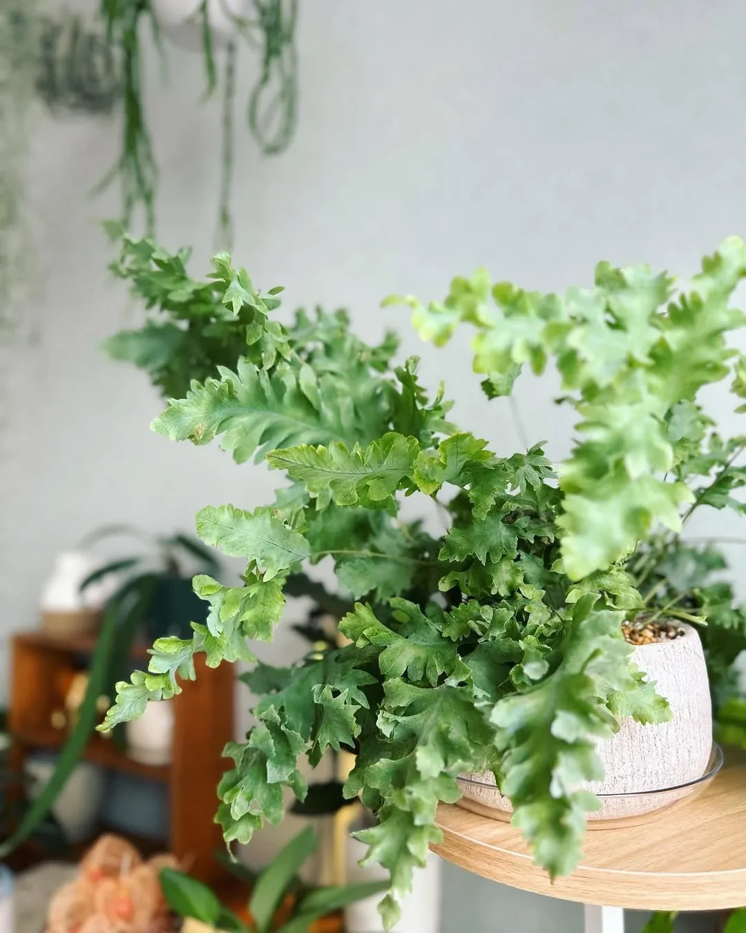 Флебодиум: уход в домашних условиях 🌿