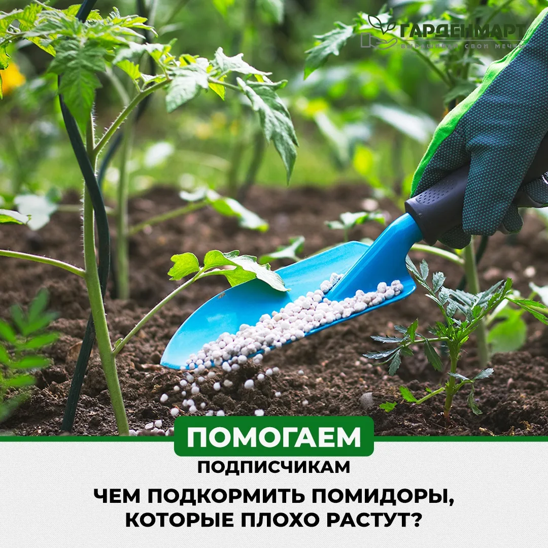 🍅 Чем подкормить помидоры, которые плохо растут