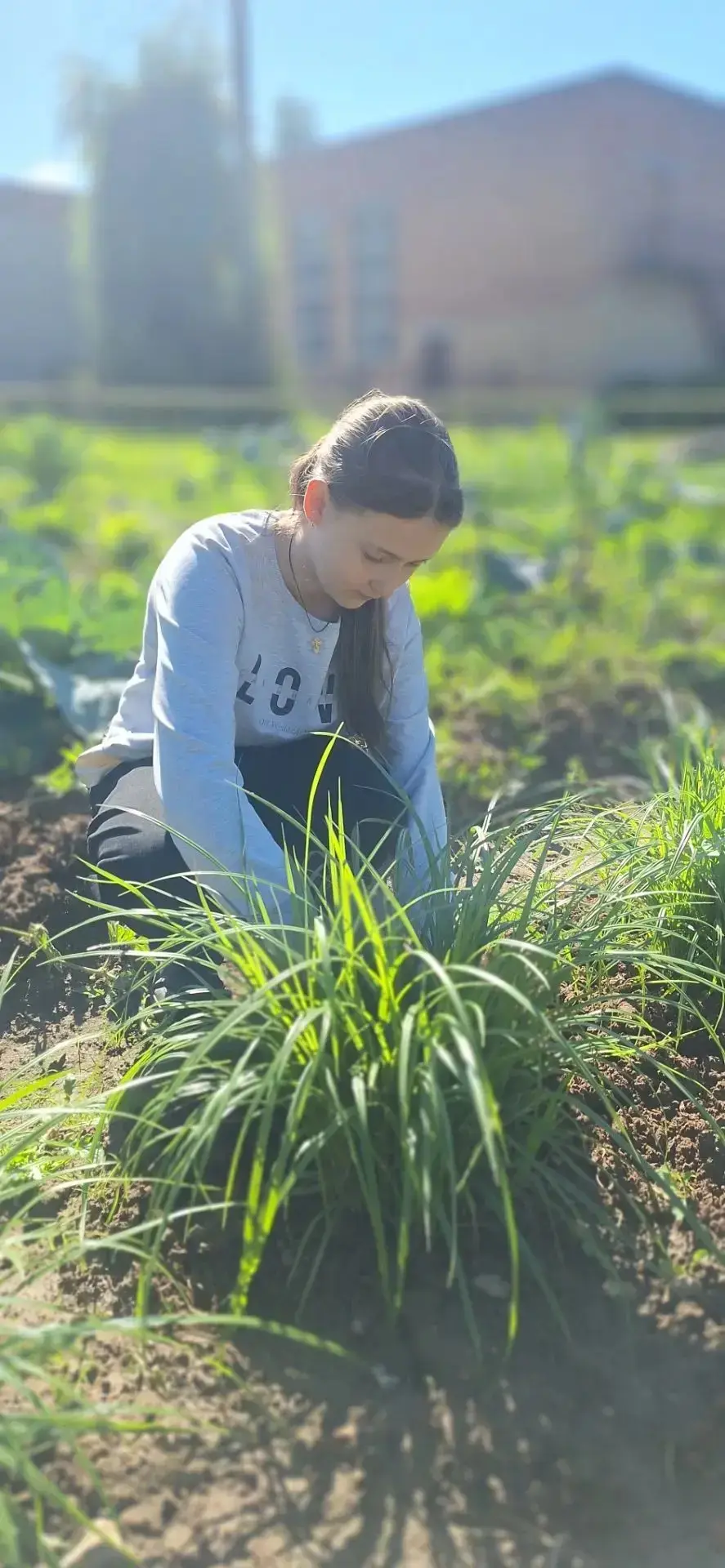 🌿Зеленый дневник: агрокласс в деле! 🚀
☝️Наблюдение за земляным миндалем - чуфой продолжается. Ребя