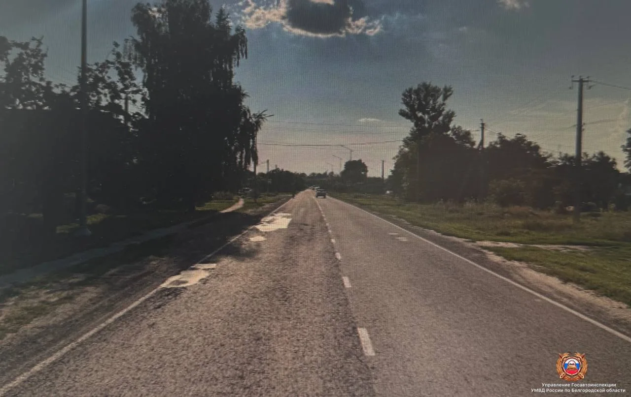 Стая собак стала причиной ДТП в Борисовском округе