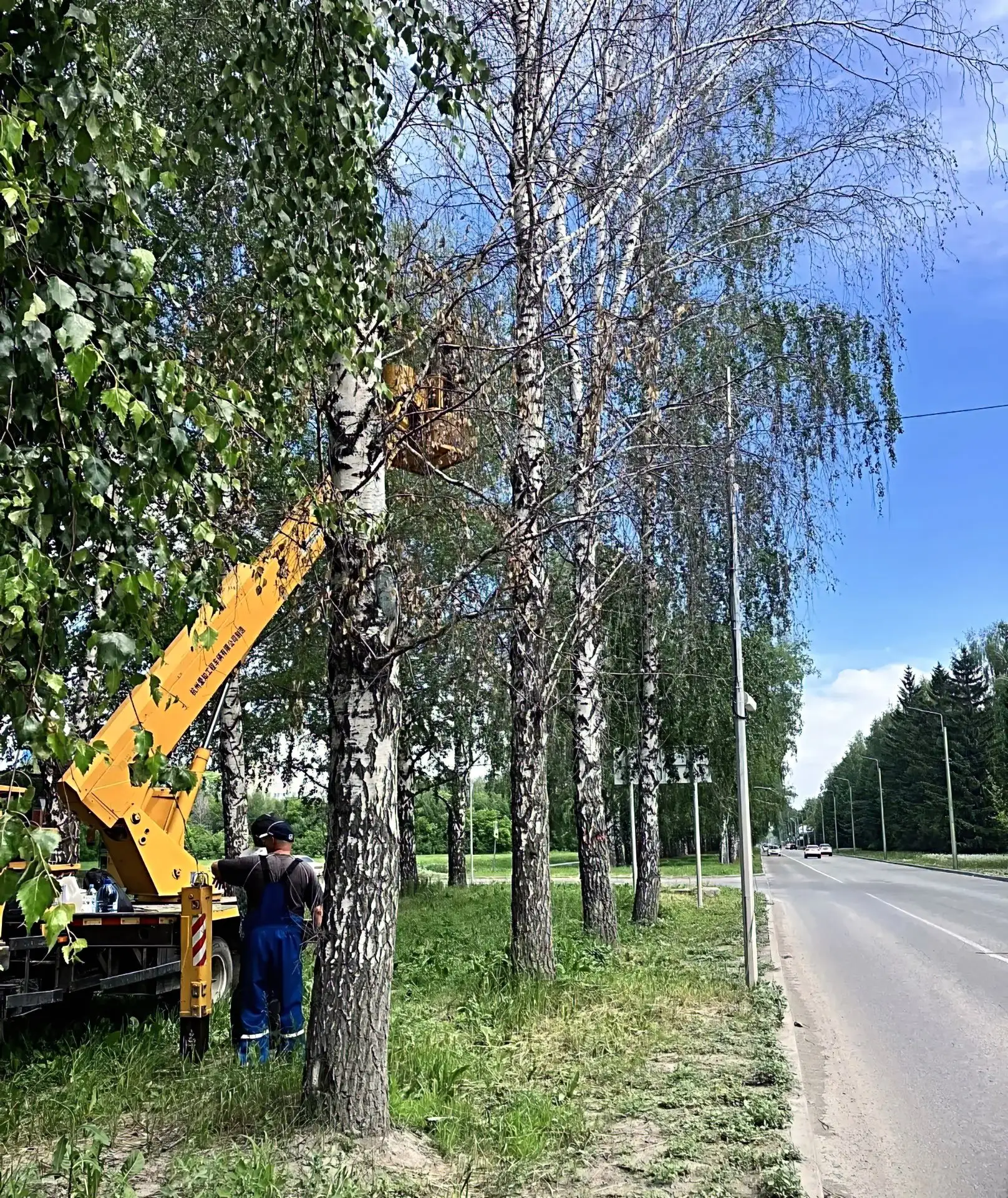 Работы с аварийными деревьями на улице Центральная