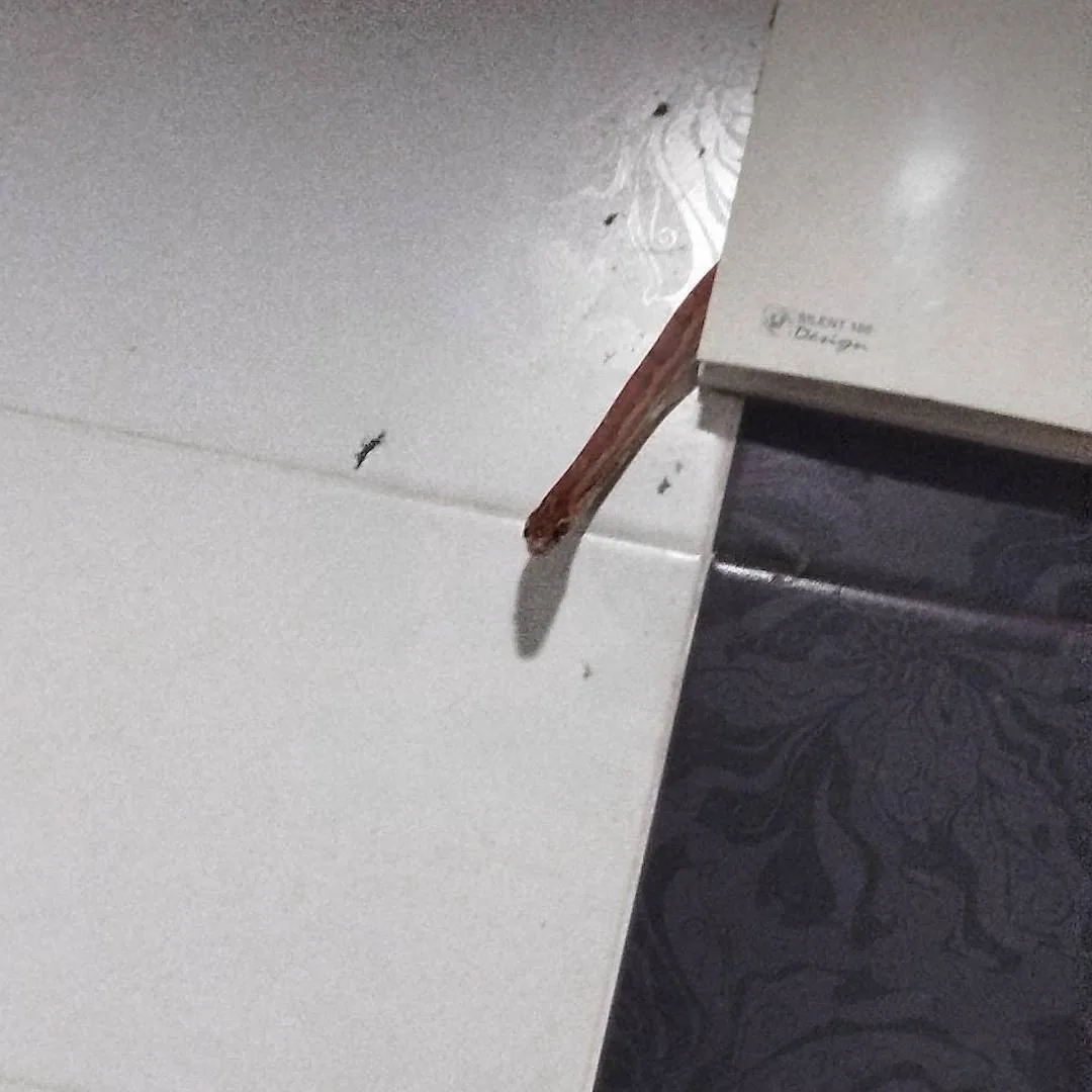 🐍 🛁 Утро москвича перестало быть томным: пока он принимал душ, к нему в гости через в...