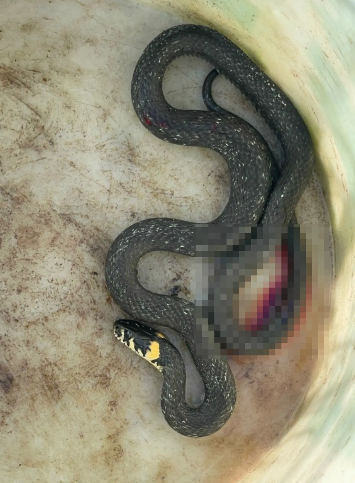 Кот принес вот такого большого ужа  🐍