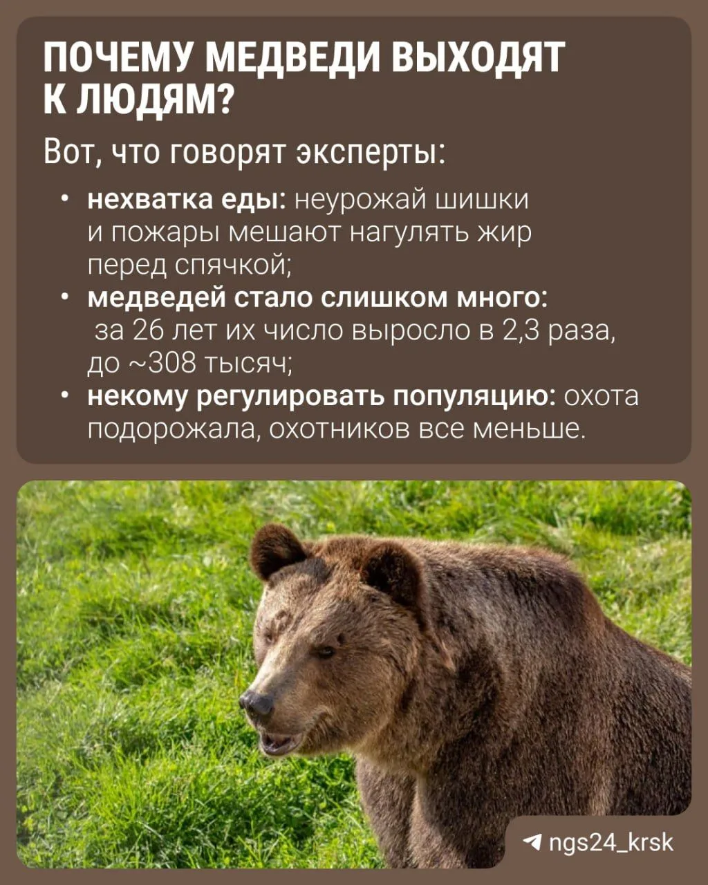 С начала года медведи убили в стране не меньше 11 человек. В регионах, в свою очередь, ...
