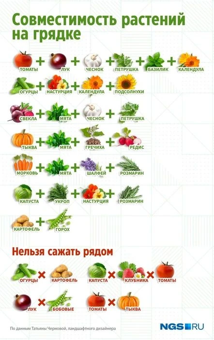 Севооборот на огороде: где посадить разные овощи, чтобы растения были здоровыми и не появились вреди