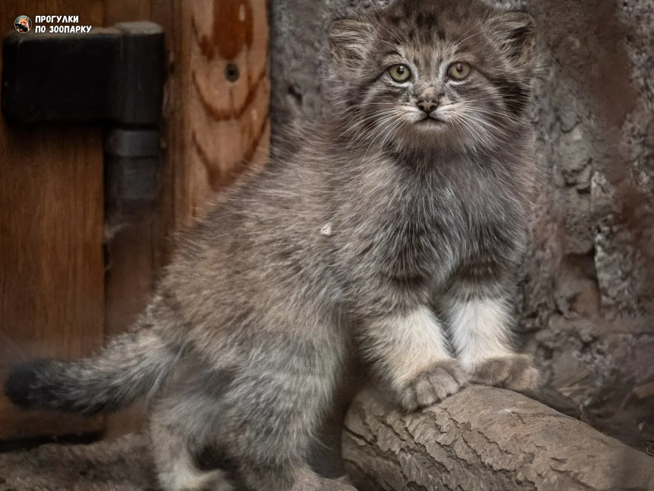 Речной выдрик Финик притворился сурикатом✨🐾