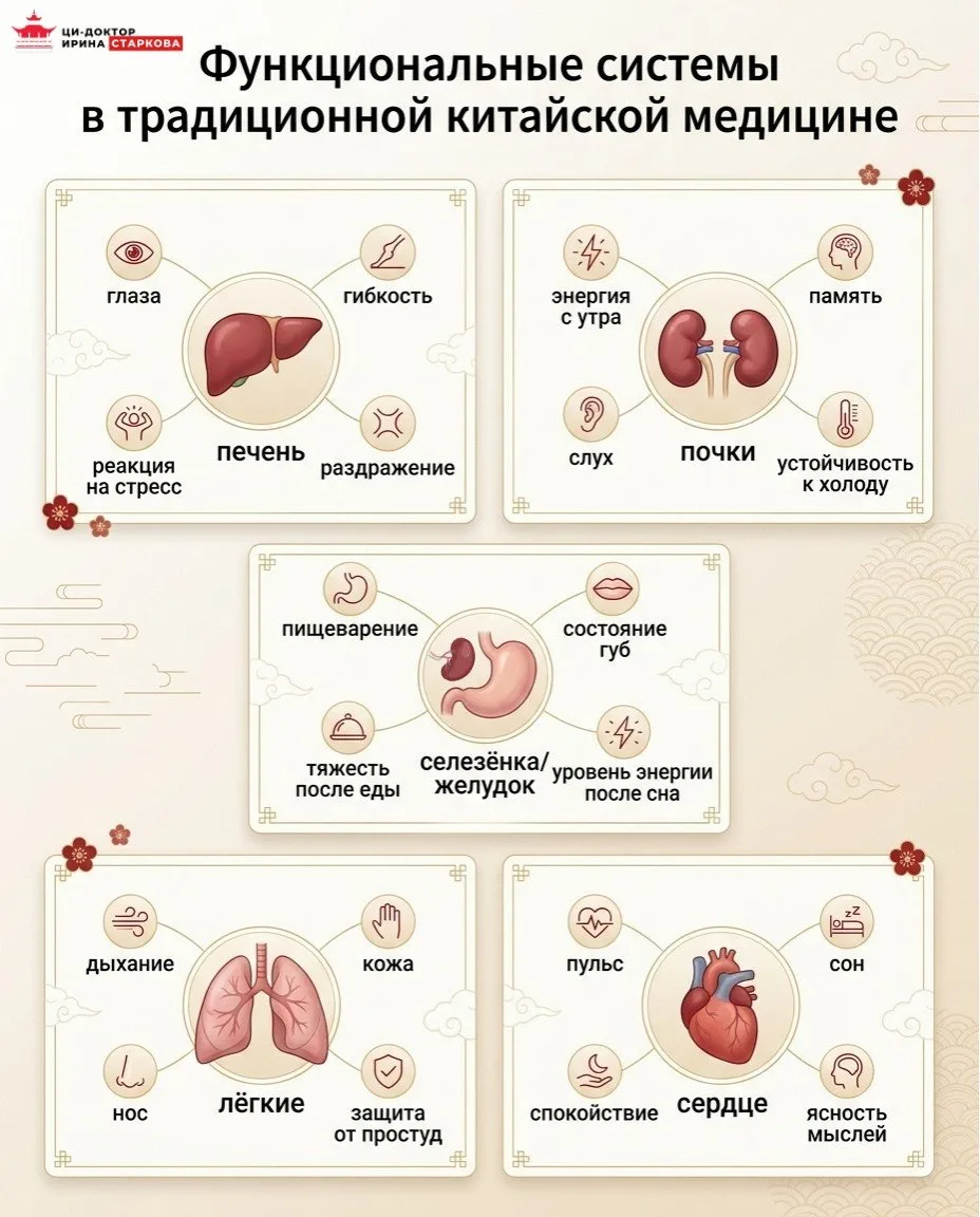 🧬 Невидимые структуры, которые решают всё. Новый взгляд, как на самом деле работает ваш организм  Ес
