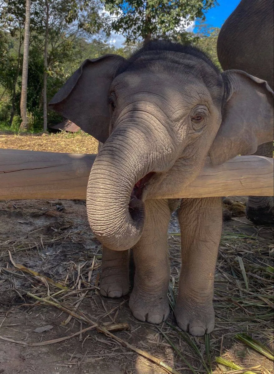 🐘 Слоны не умеют прыгать