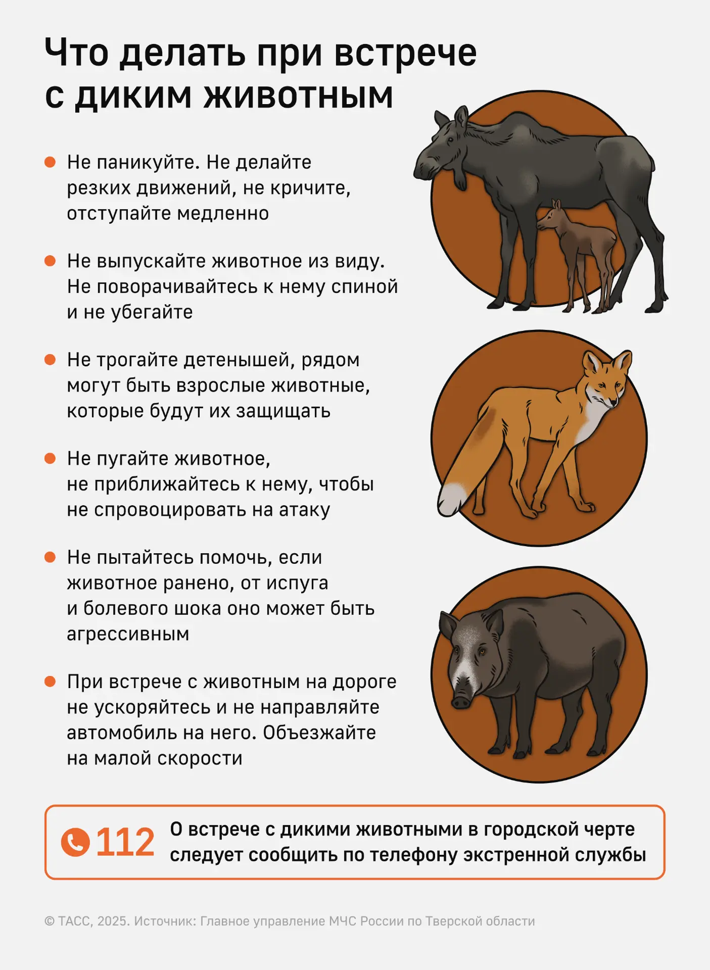 Памятка: что делать при встрече с диким животным?