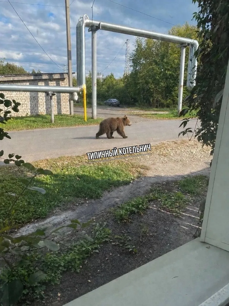 В Котельниче очевидцы заметили медвежонка — он появился на улице Труда, неподалёку от п...
