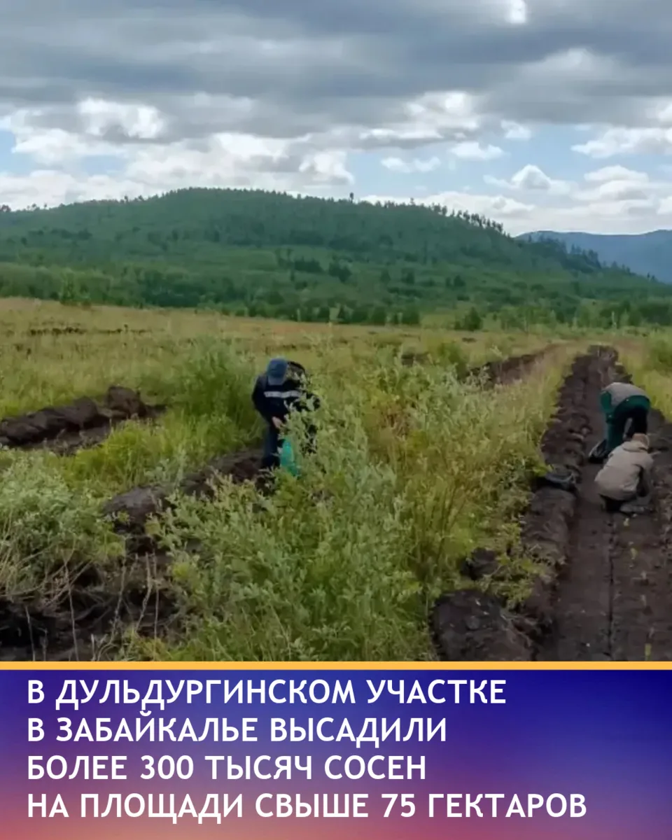 В Забайкальском крае продолжается восстановление лесов по национальному проекту «Эколог...