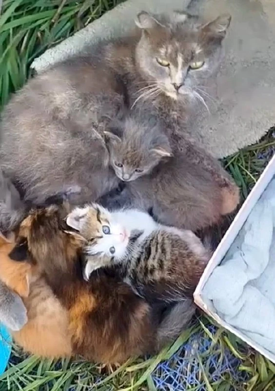Отдам даром котят. Возраст 1 месяц. Глазки голубые