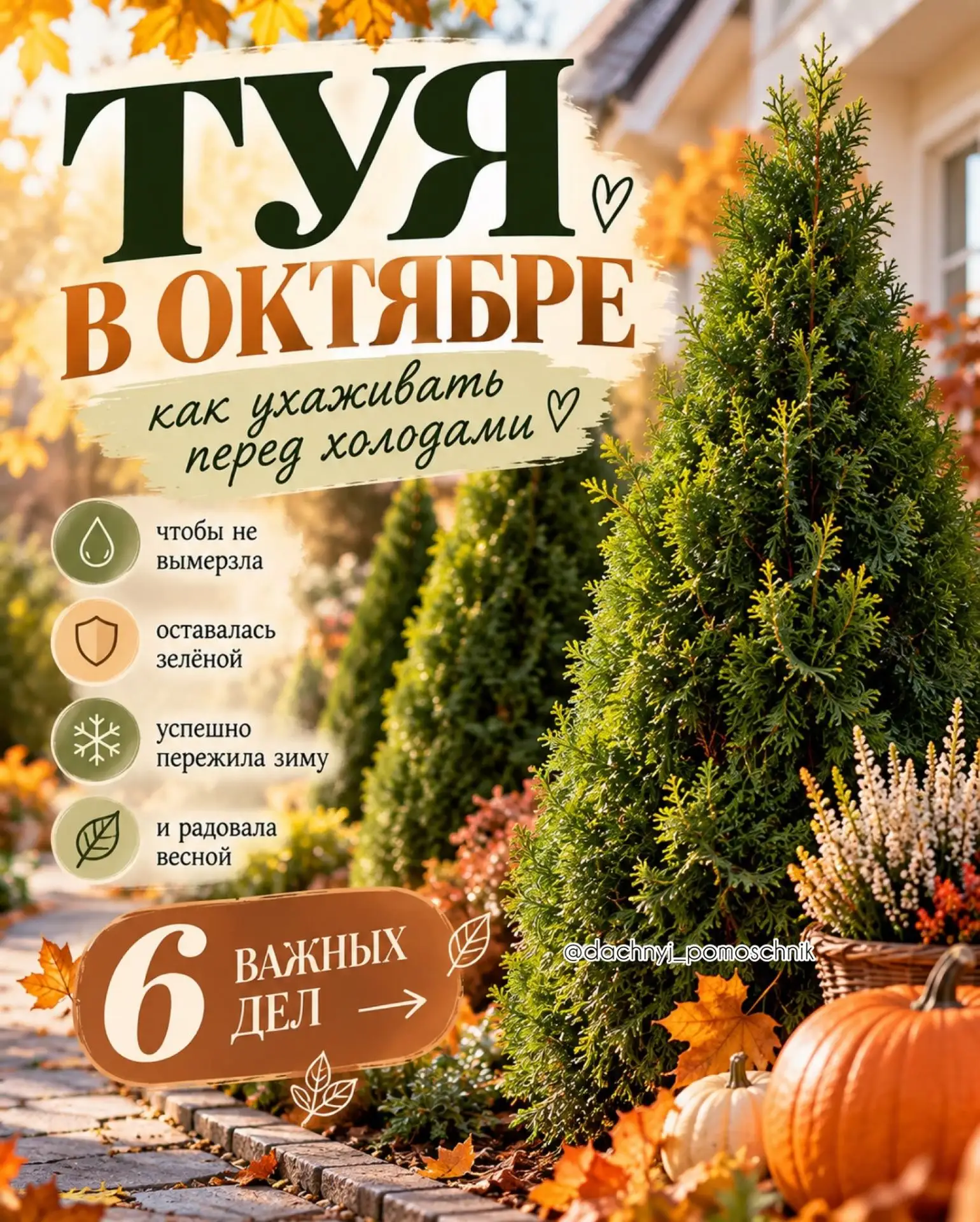 🌲 ТУЯ В ОКТЯБРЕ: что обязательно сделать перед холодами👍