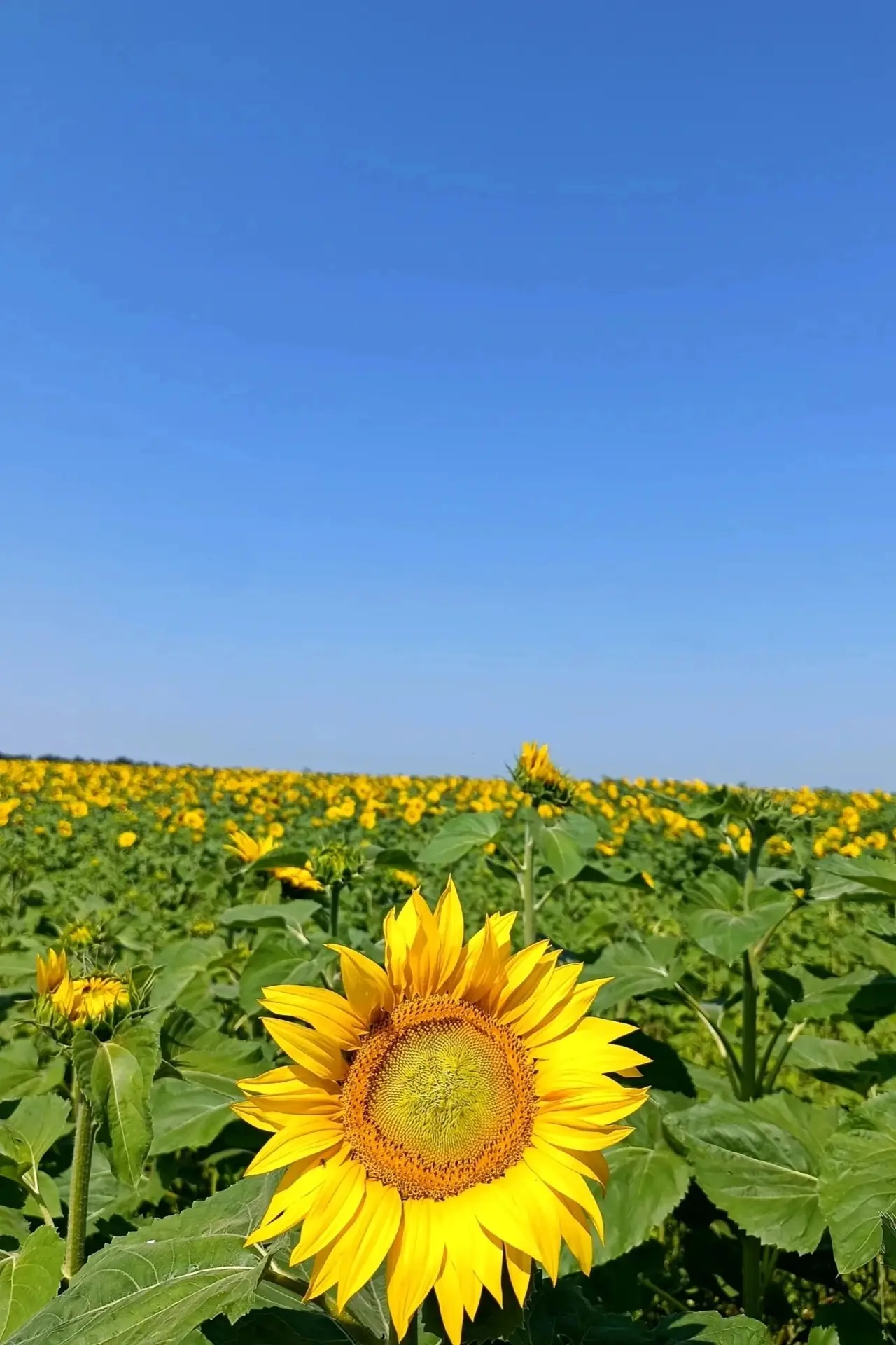 Где у нас поблизости подсолнечное поле? Хочется фотографии сделать 🥰