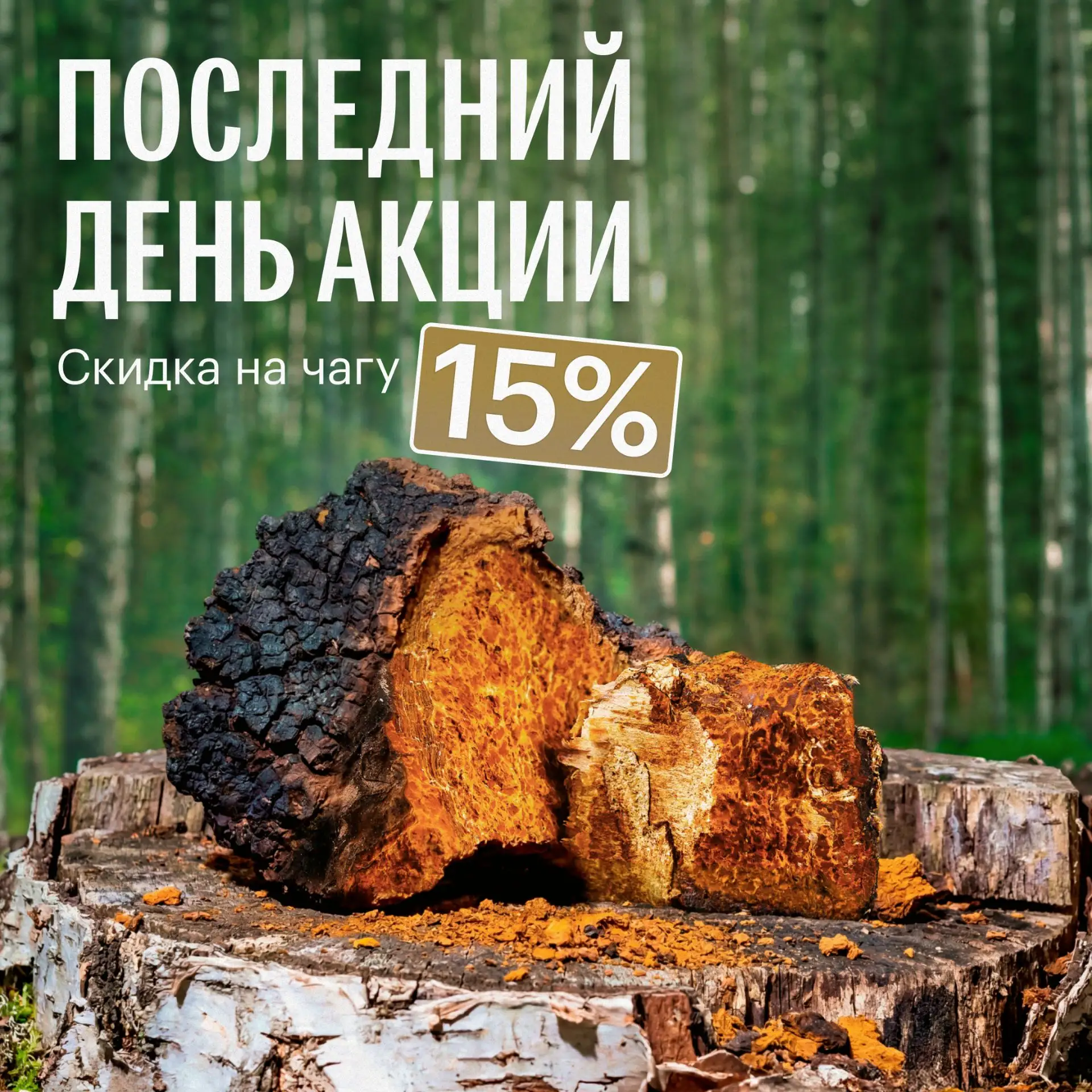 -15% на чагу — последний день гриба месяца