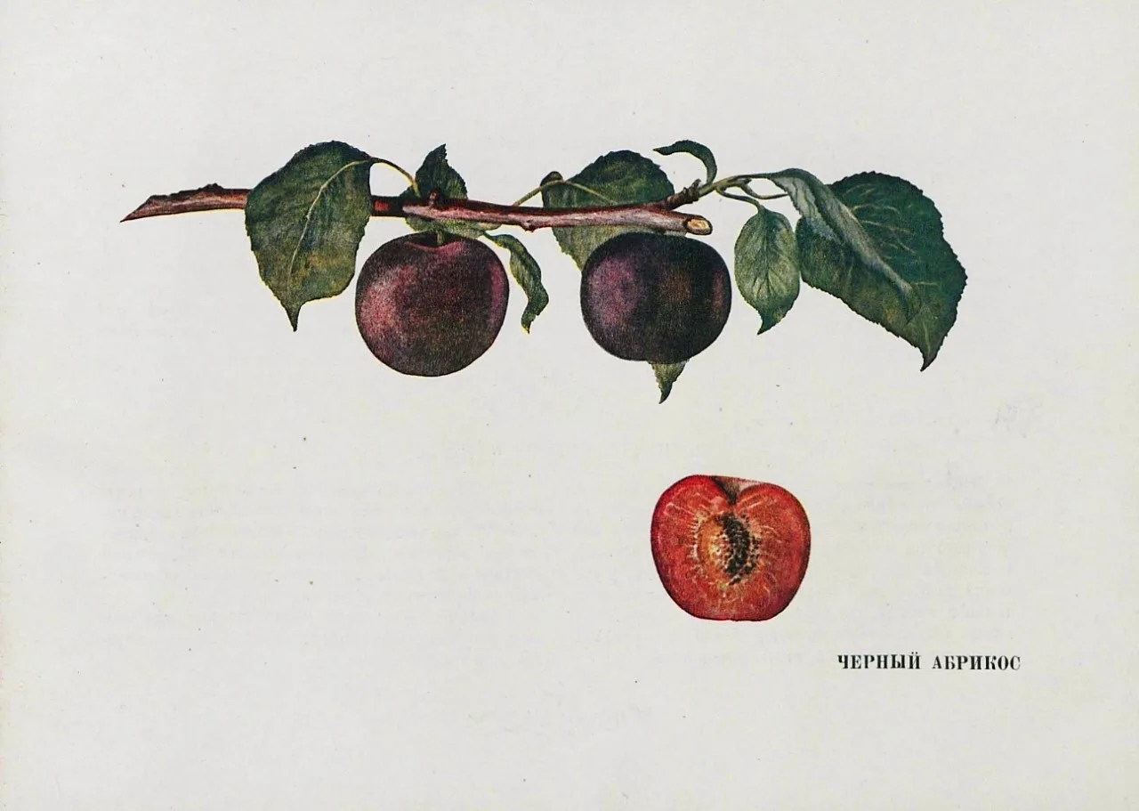 🍒Сочная книга: листаем «Атлас плодов Казахской ССР» 1941 года.