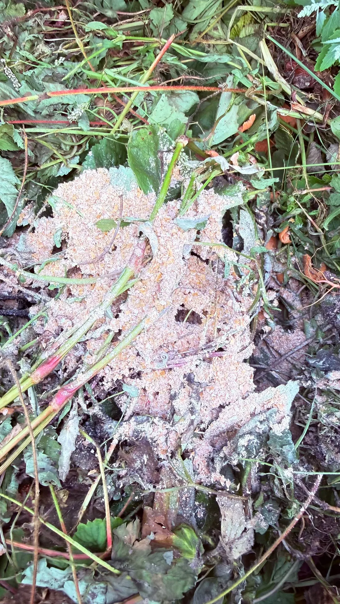 🌿 Многие спрашивали, какими именно бокаши я пользуюсь, чтобы компост созревал быстрее.