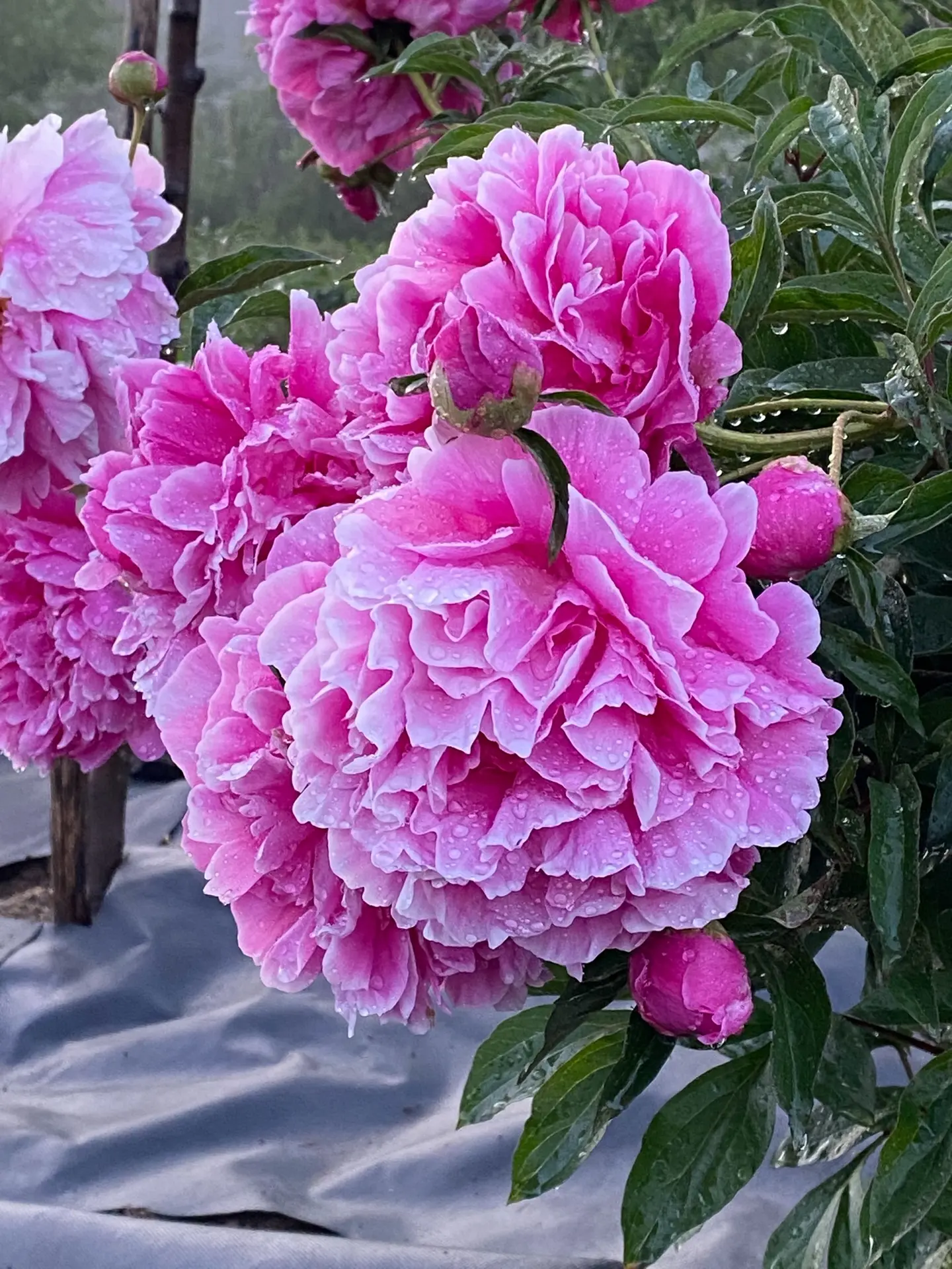 🌸 На фото — удивительный пион «Барбара» с его пышными, словно кружевная роза, цветами ...