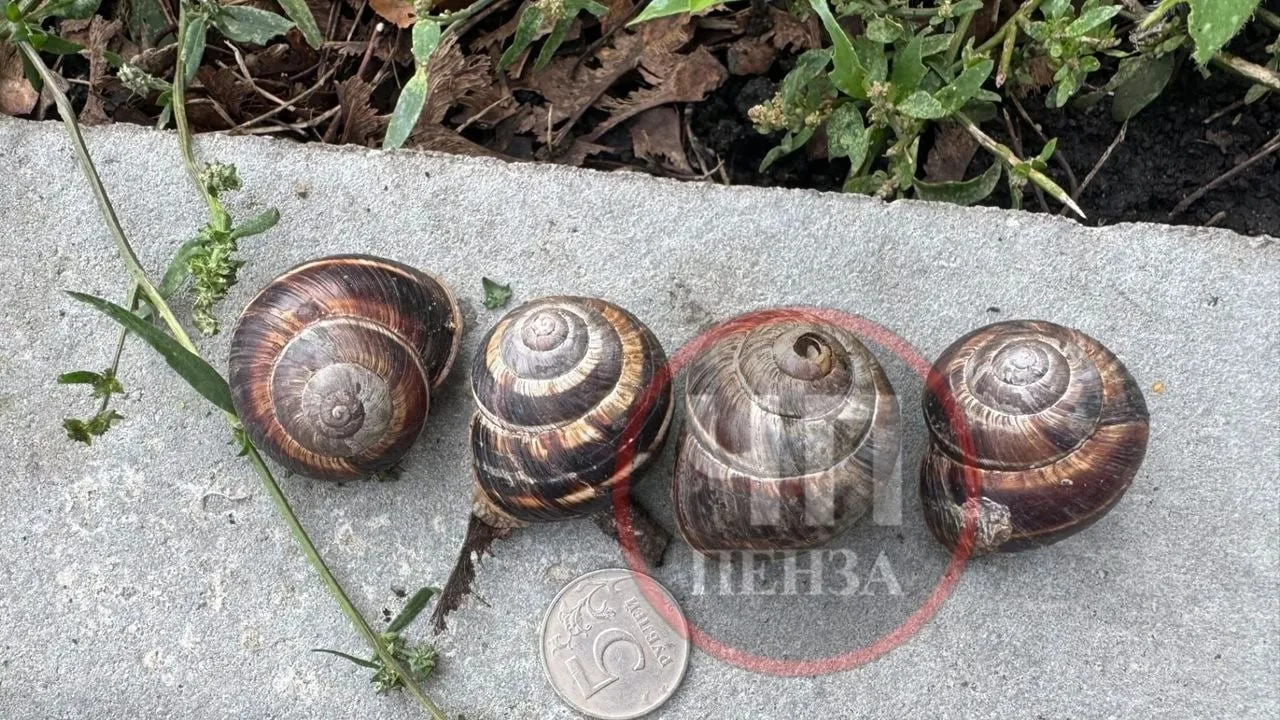 🐌Эксперт объяснил появление «гигантских» улиток в Пензе