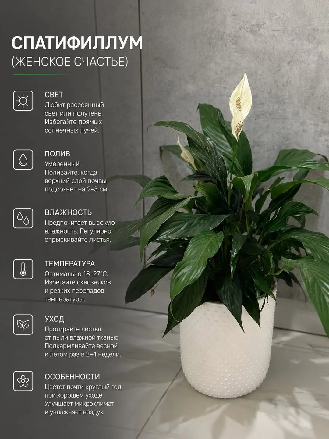 🌱Коротко о комнатных растениях: главные правила ухода в одном посте

#советы_и_идеи 

Подписаться