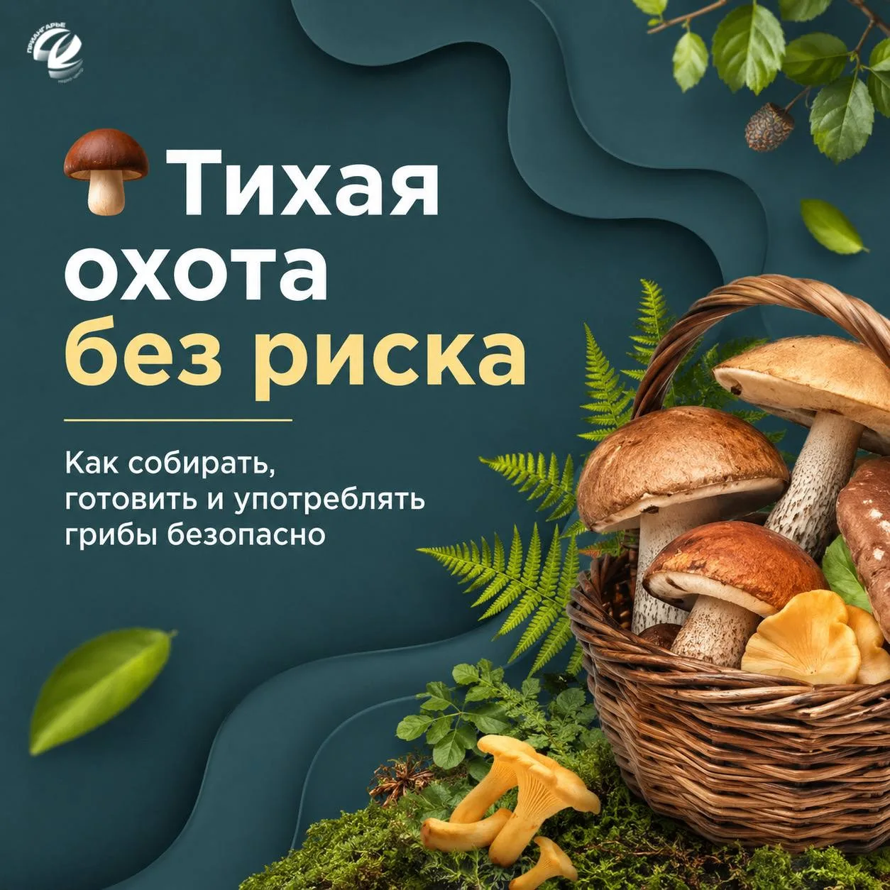 В разгар грибного сезона тысячи жителей отправляются в лес на «тихую охоту»