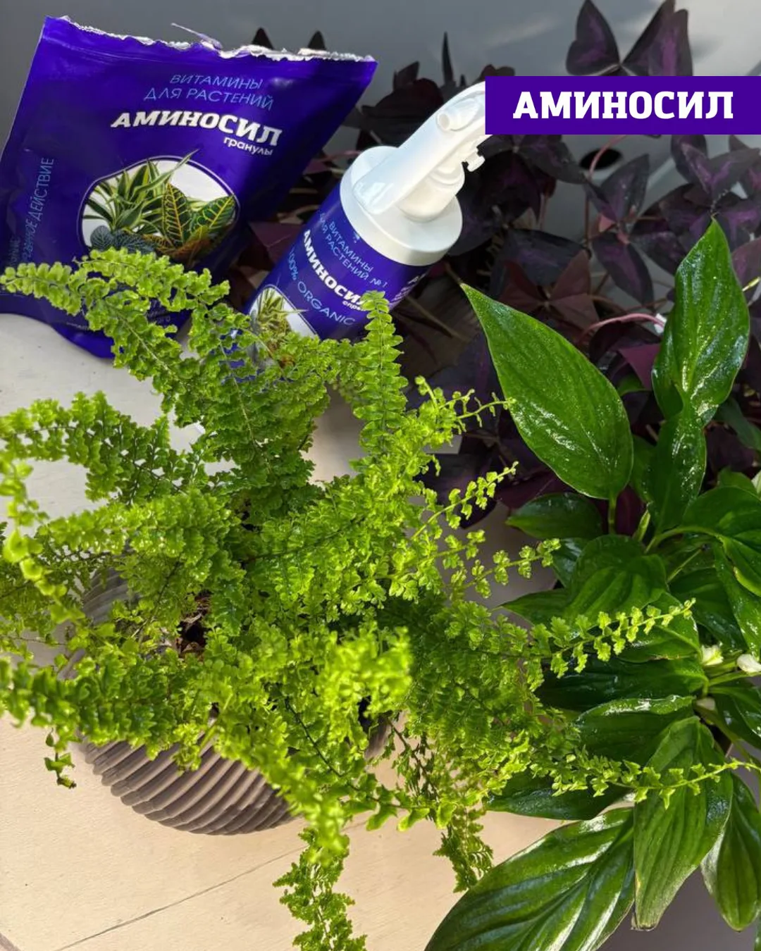 🌿 Почему у вас не растёт папоротник? Разбираемся в этом вопросе ⬆️!   ✅Витамины АМИНОСИЛ для декорат
