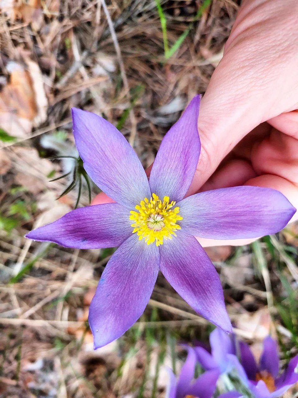 🌸 Весенняя магия в лесах Воронежа! 🌿  Друзья, наступила та самая волшебная пора, когда наши леса укр
