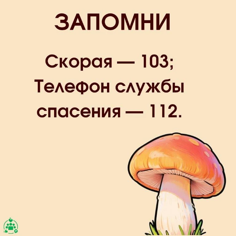 Как не отравиться лесными грибами