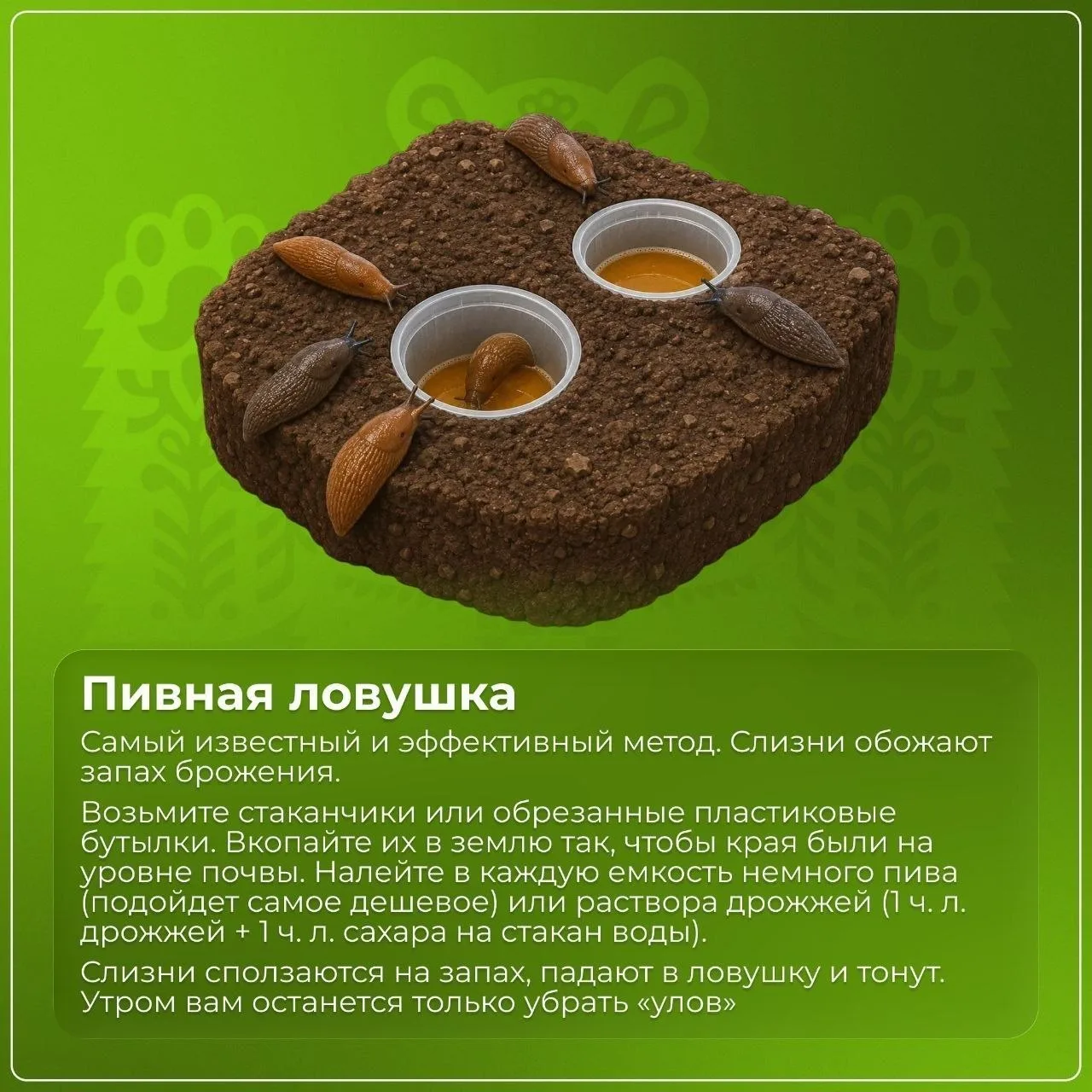 🤩Орда слизней атакует огород: публикуем спасительные лайфхаки