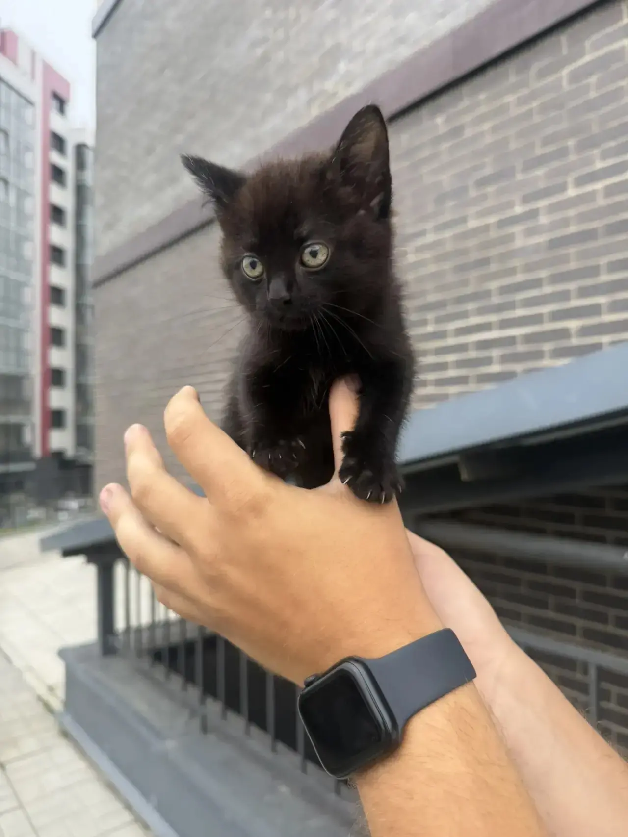 Нам на филиал в Ботанике, 9 подкинули котёнка 🐈‍⬛