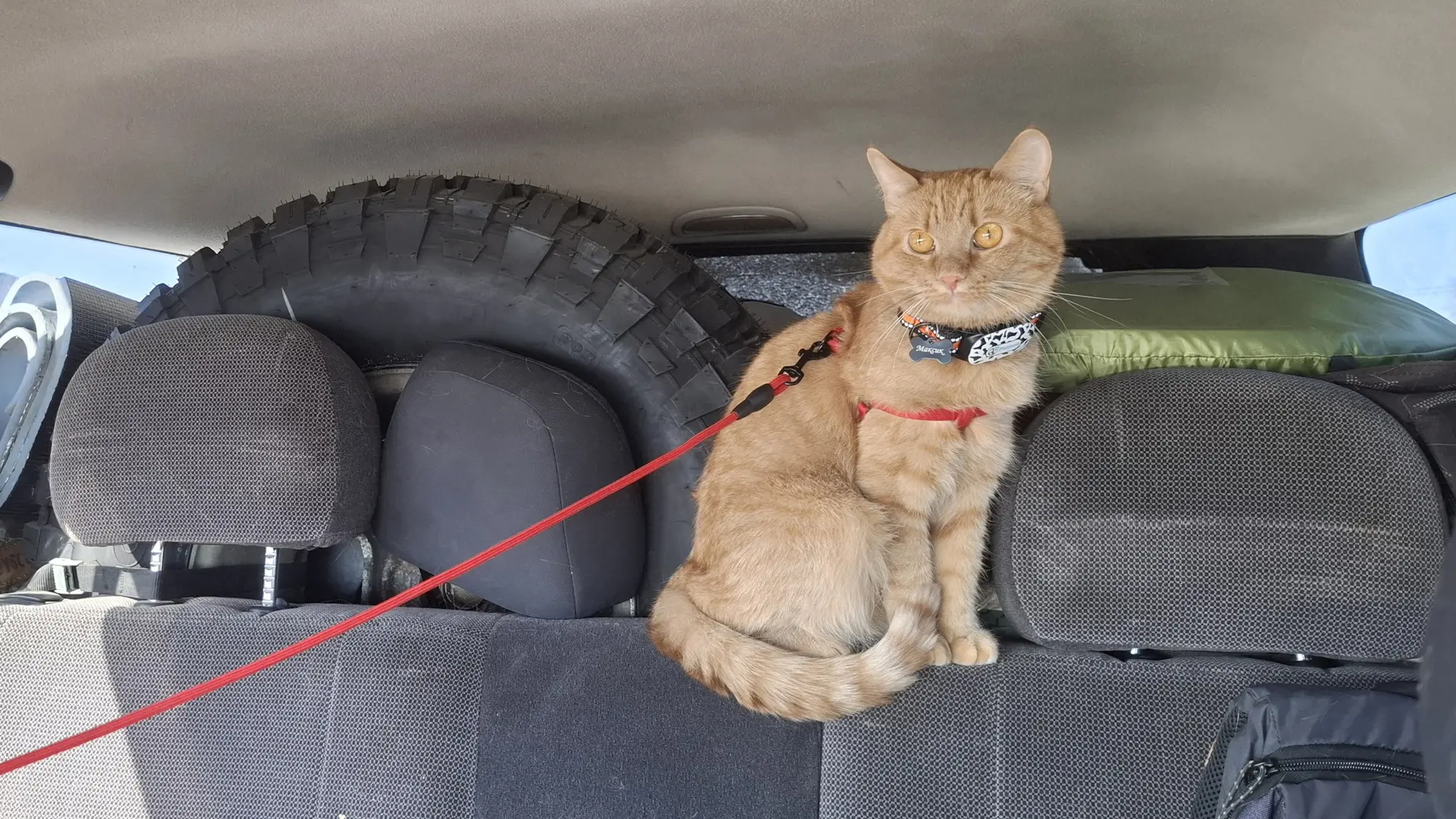 🐶 Пушистый DRIVE2: в отпуск с хвостатыми  Может ли инспектор штрафовать за собаку или кота в машине?