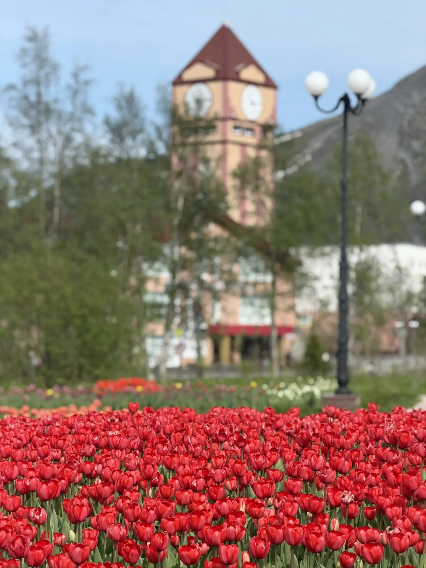 «Праздник тюльпанов» в Кировске 🌷