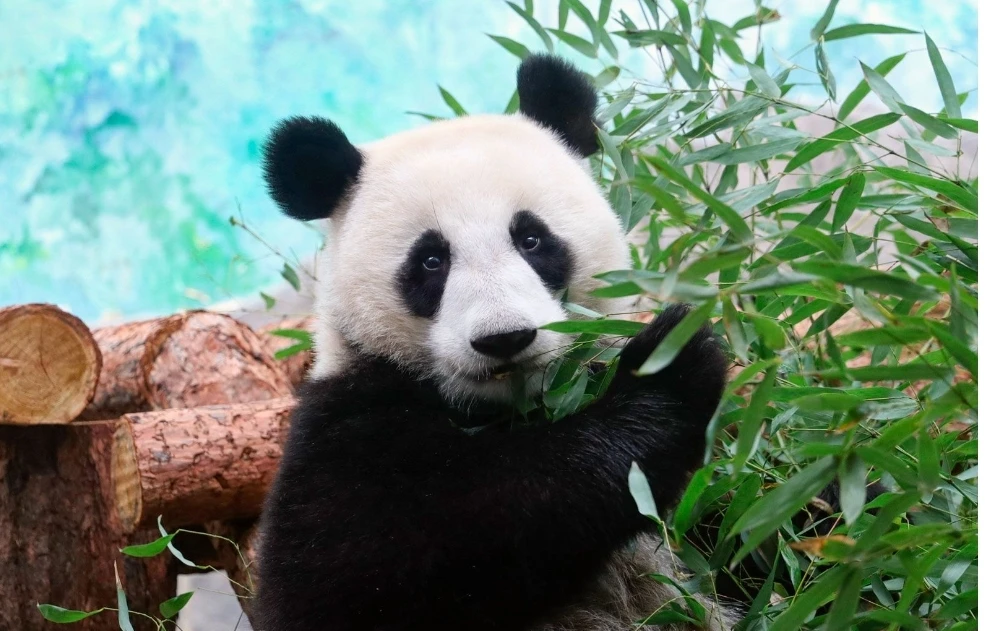 🐼🌿Неделя панд!
Сегодня, 25 июля, стартует неделя панд в Московском зоопарке!
 🐼Посетителей ждет с