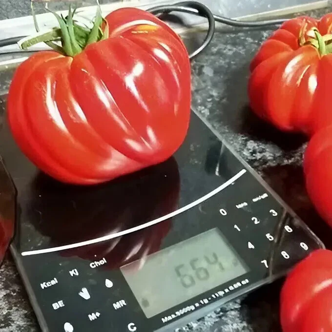Не ожидала, что этот ребристый сорт окажется таким вкусным - понравился всей семье!