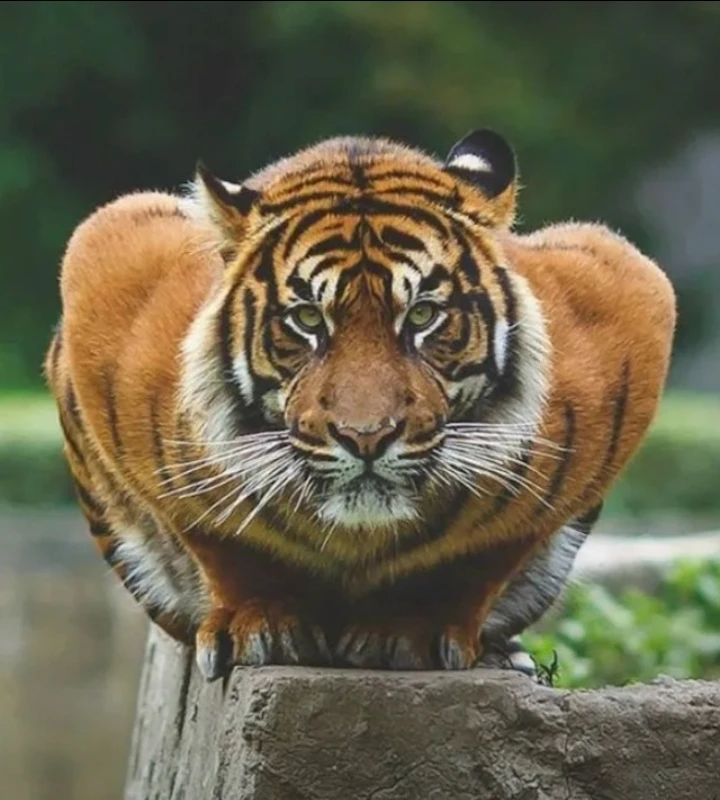 - В глаза смотреть!.. )