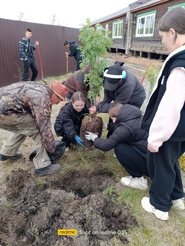 3 июня  по доброй традиции выпускники Маловской школы высадили саженцы кустов черемухи,...