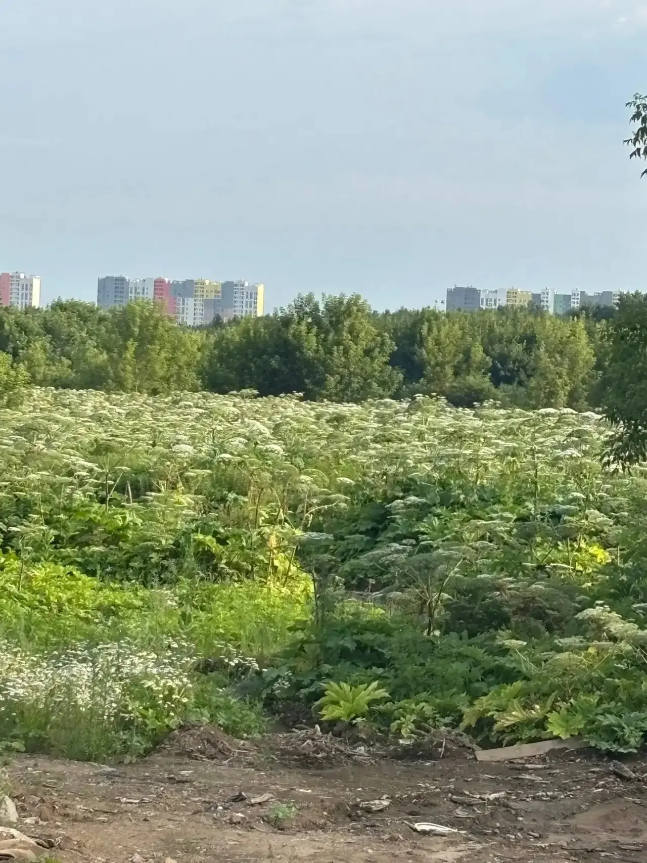 Красота Ленинского ЛГО