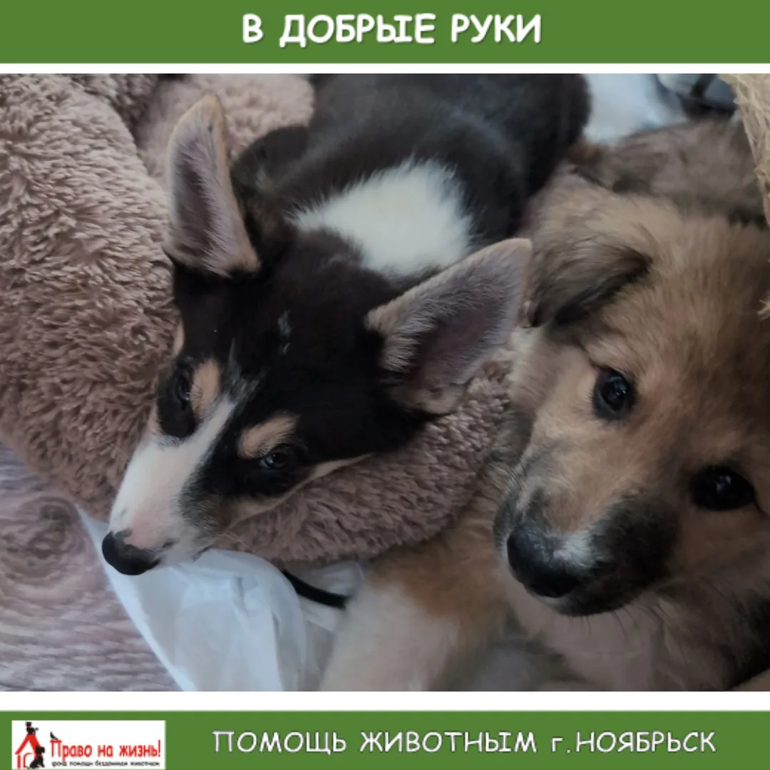 отдам щенят в добрые руки, дворняжки хорошие собачки резвые очень ласковые и добрые. Бы...