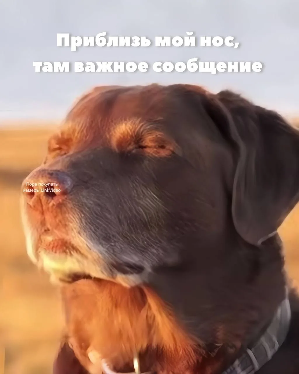 Приблизили нос — оказалось, там что-то интересное 👀