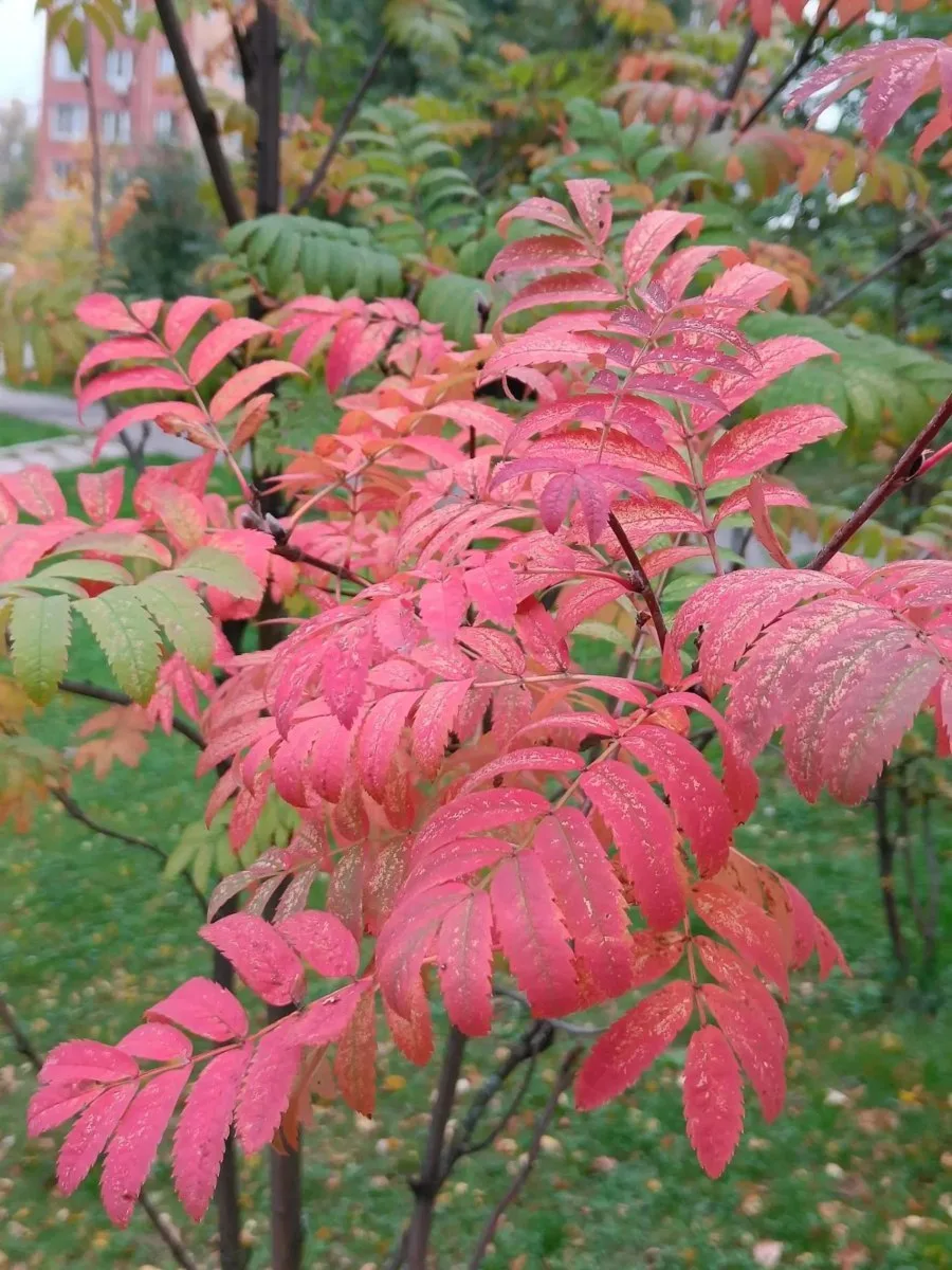 🍂 Яркие краски осени