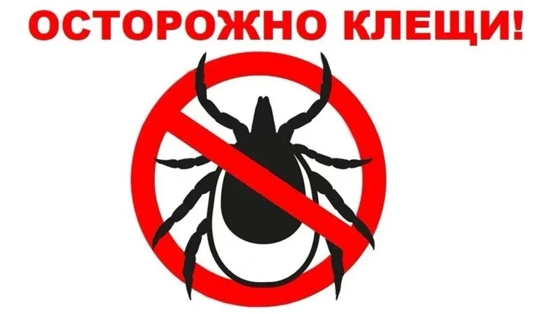 Что нужно знать про клещей❗️

Плюсовая температура воздуха в начале весны активизировала поведение к