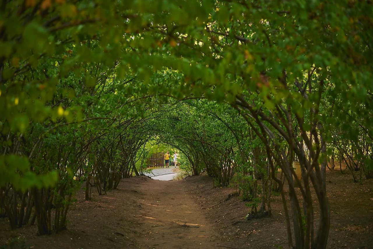 🌿 Кисловодский парк — свежесть, прохлада и аромат зелени