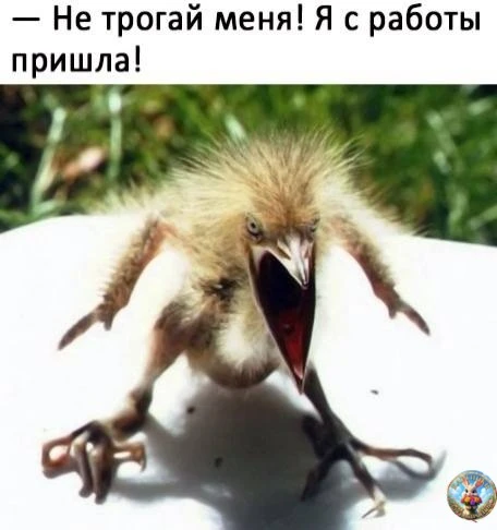 Картинки для настроения😊 | Юмор